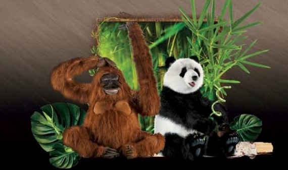 image de la Collection 