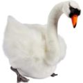 Peluche Cygne Blanc Hansa
