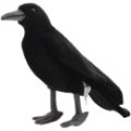 Hansa Peluche Corbeau