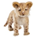 Peluche Lionceau Hansa