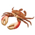 Hansa Peluche Crabe