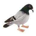 Hansa Peluche Pigeon Voyageur - 20 cm