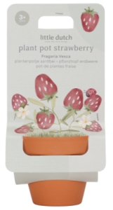 Kit de Plantation Fraise Garden