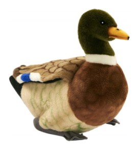 Peluche Colvert - 34 cm