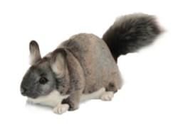 Peluche Chinchilla - 25 cm