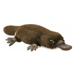Peluche Ornithorynque - 40 cm