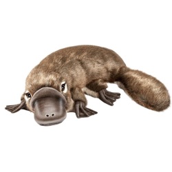 Peluche Ornithorynque